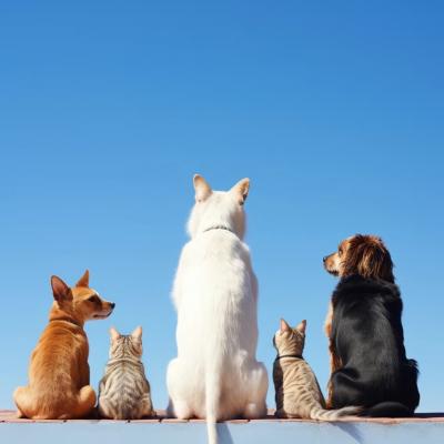 2025 Global Pet Tech Market Deep Dive