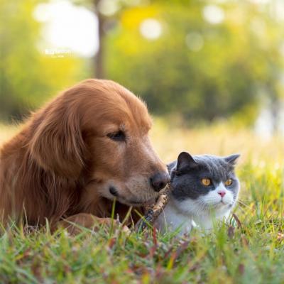 Pet GPS Tracker Specifications